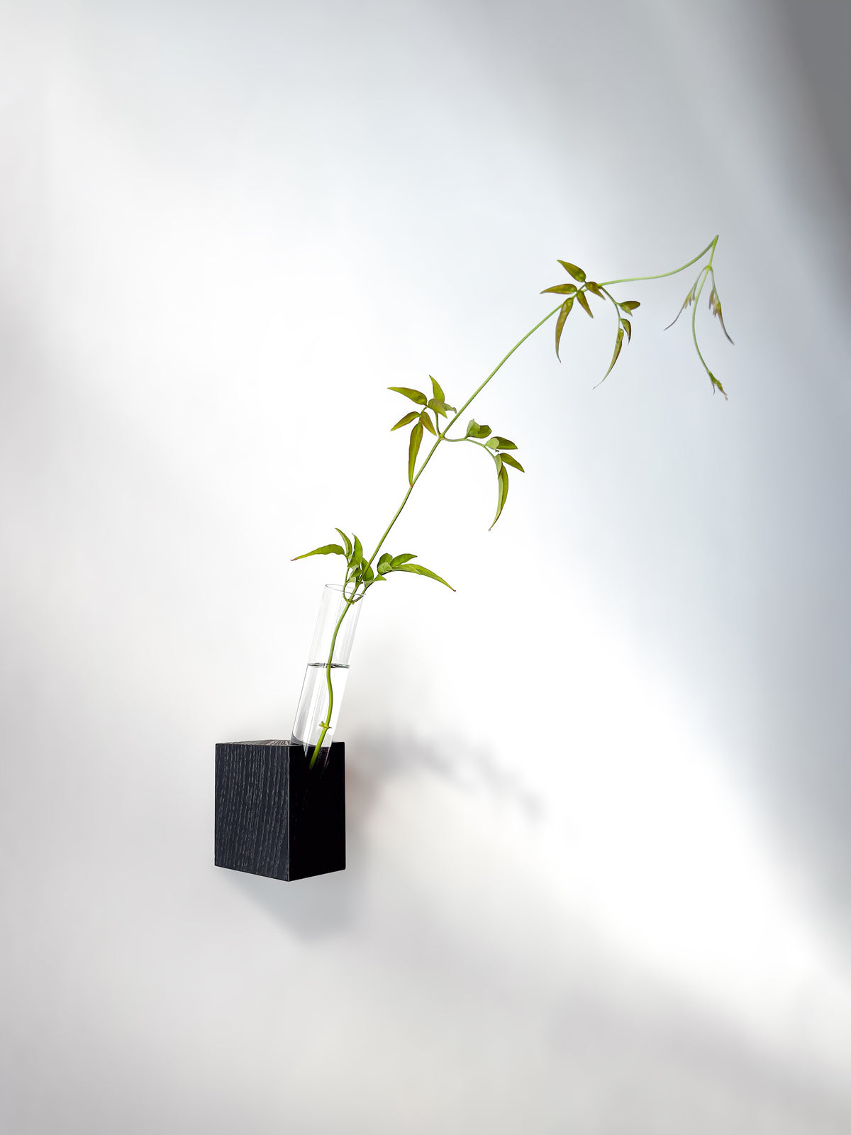 Fiore Da Muro