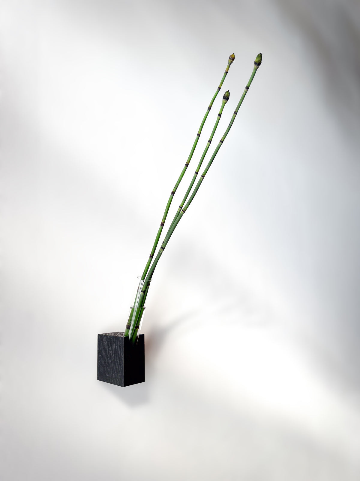 Fiore Da Muro