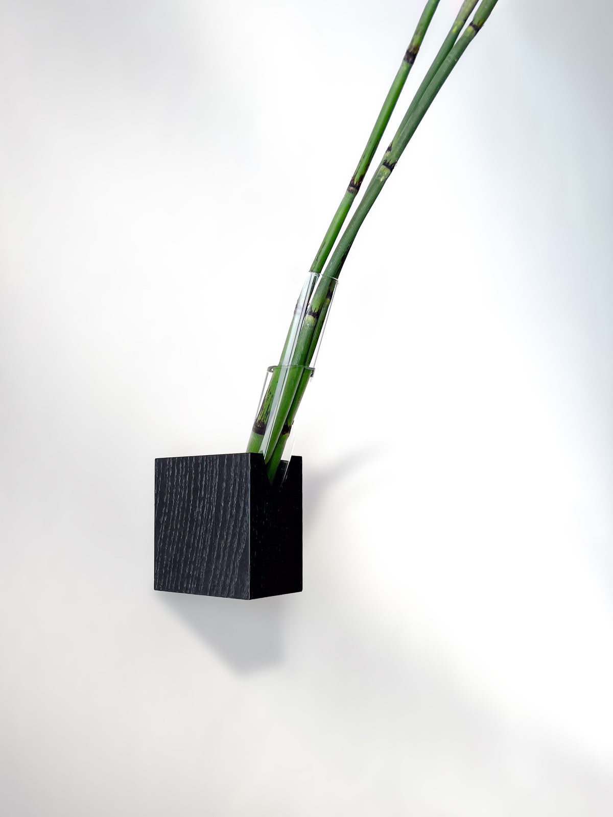 Fiore Da Muro
