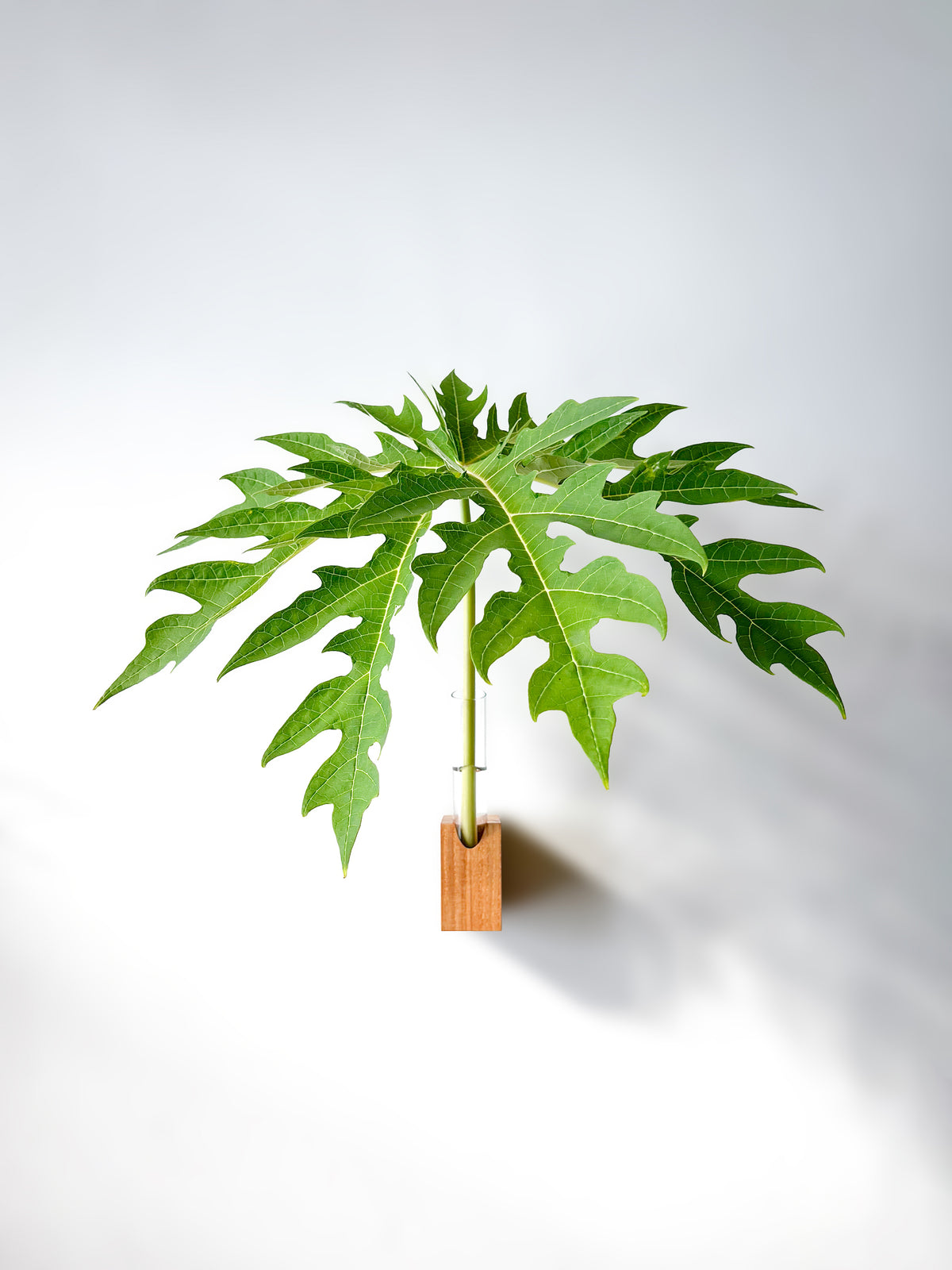 Fiore Da Muro
