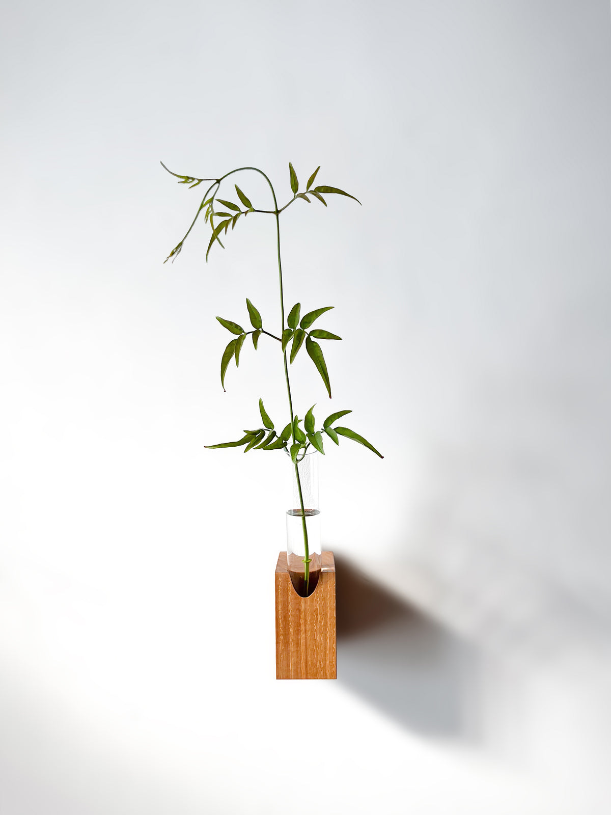 Fiore Da Muro