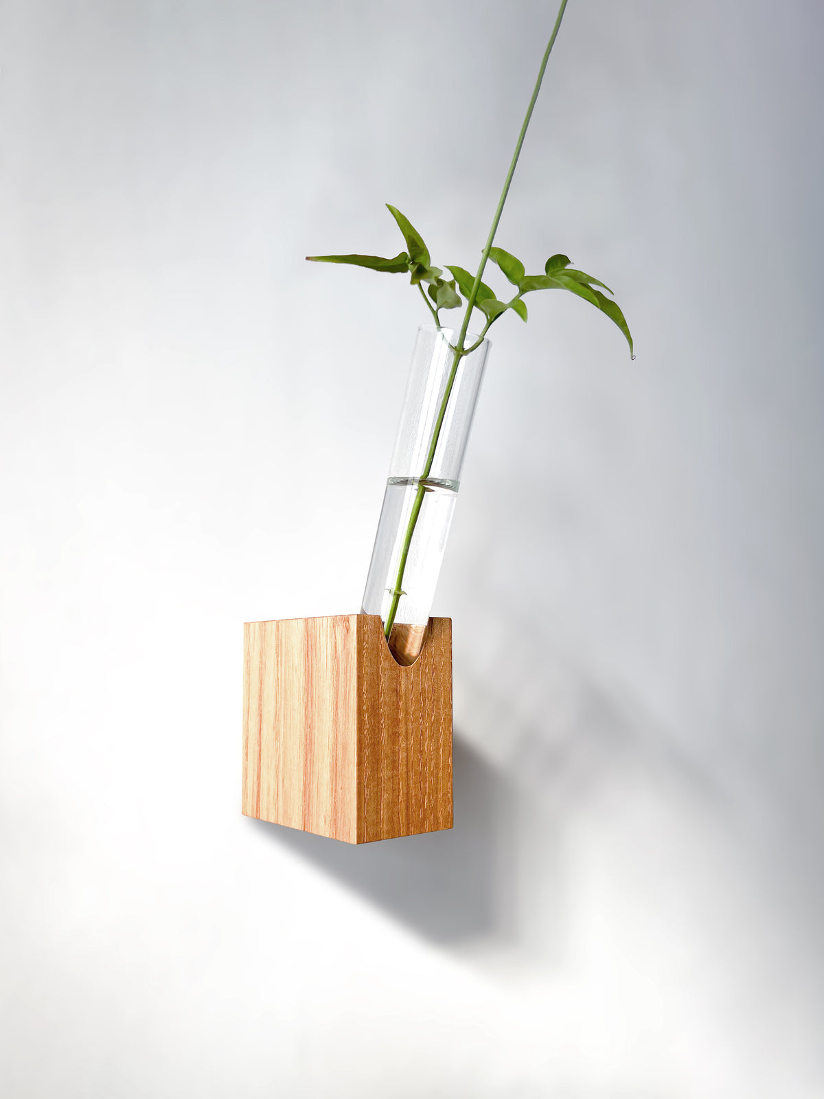 Fiore Da Muro