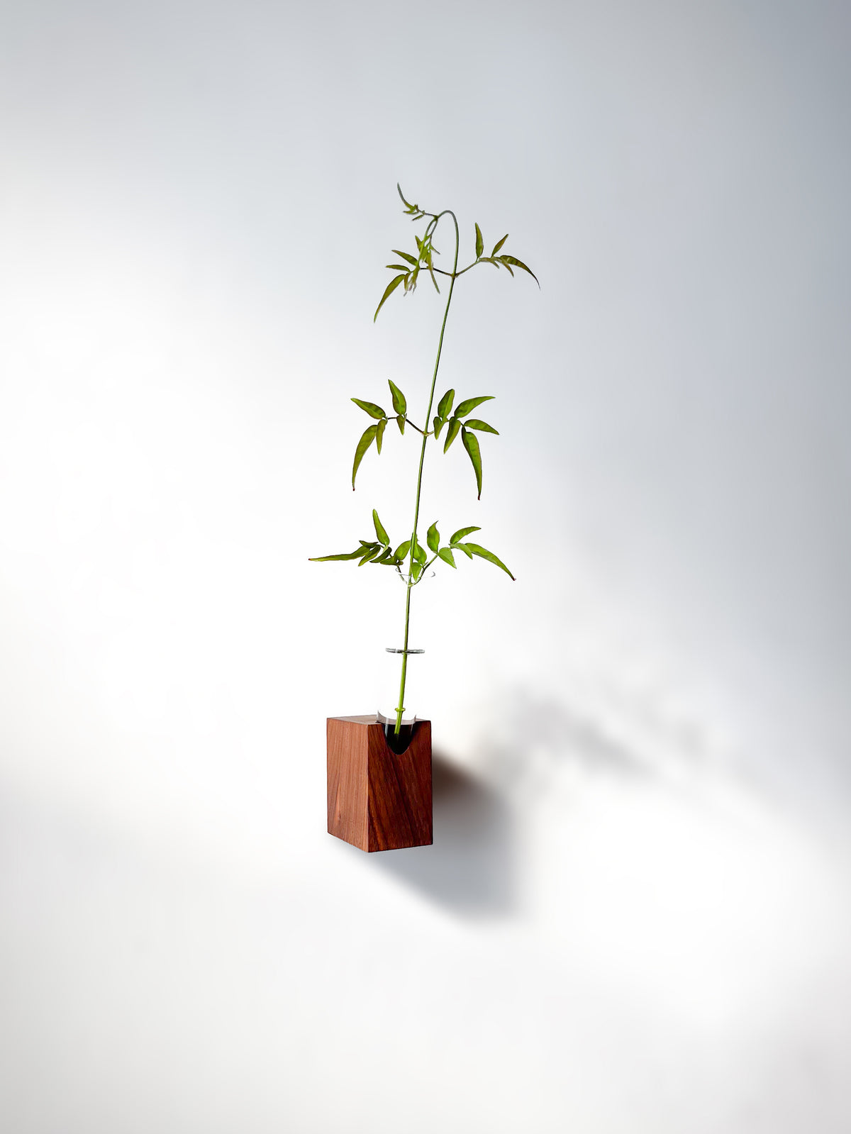 Fiore Da Muro