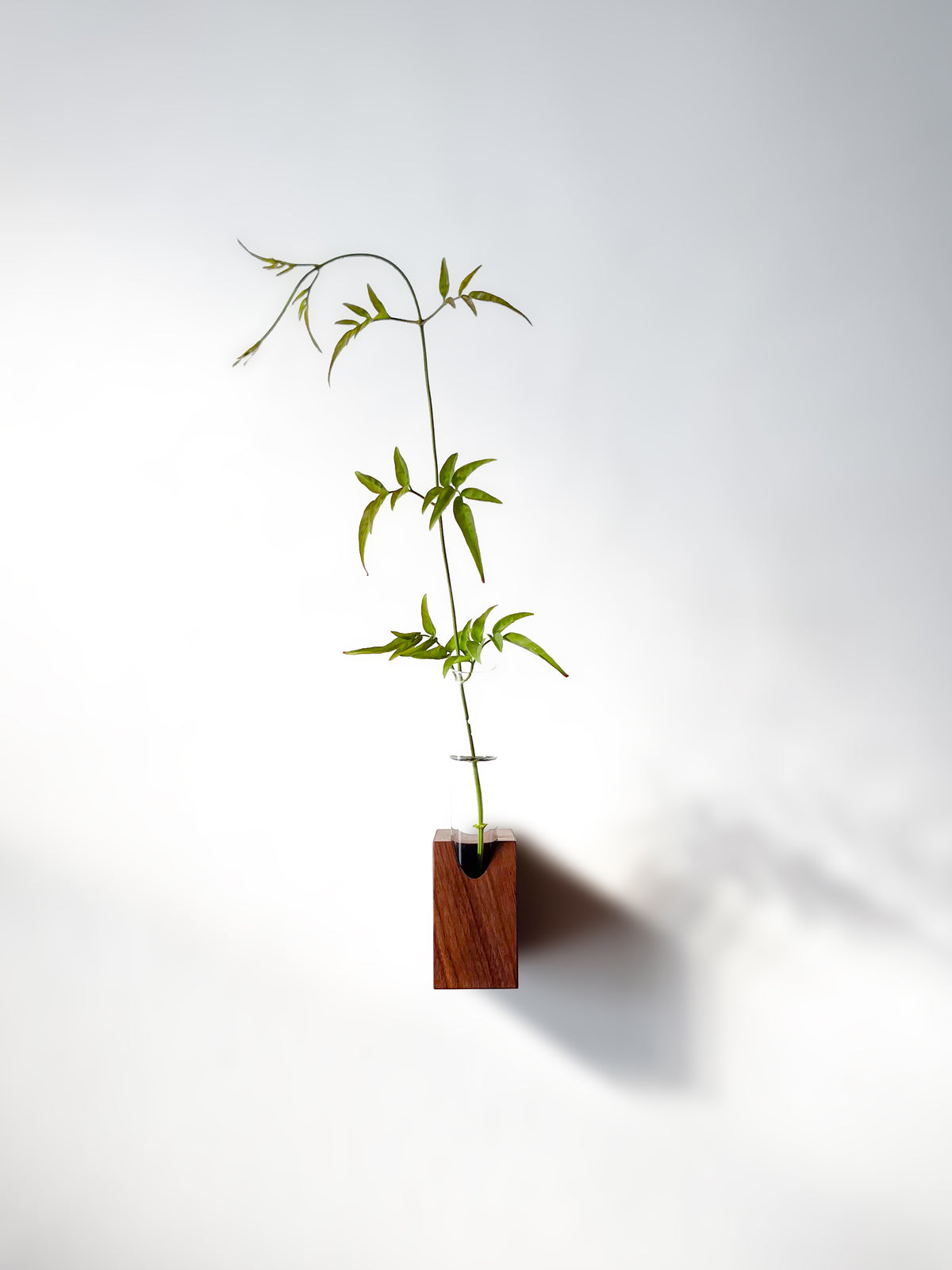 Fiore Da Muro