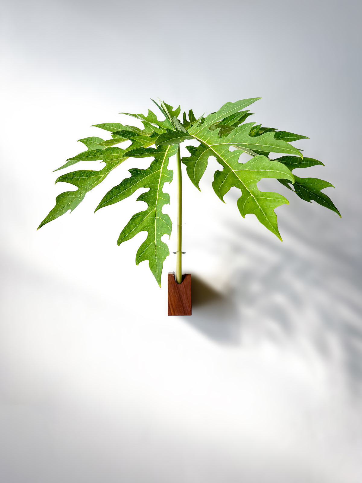 Fiore Da Muro