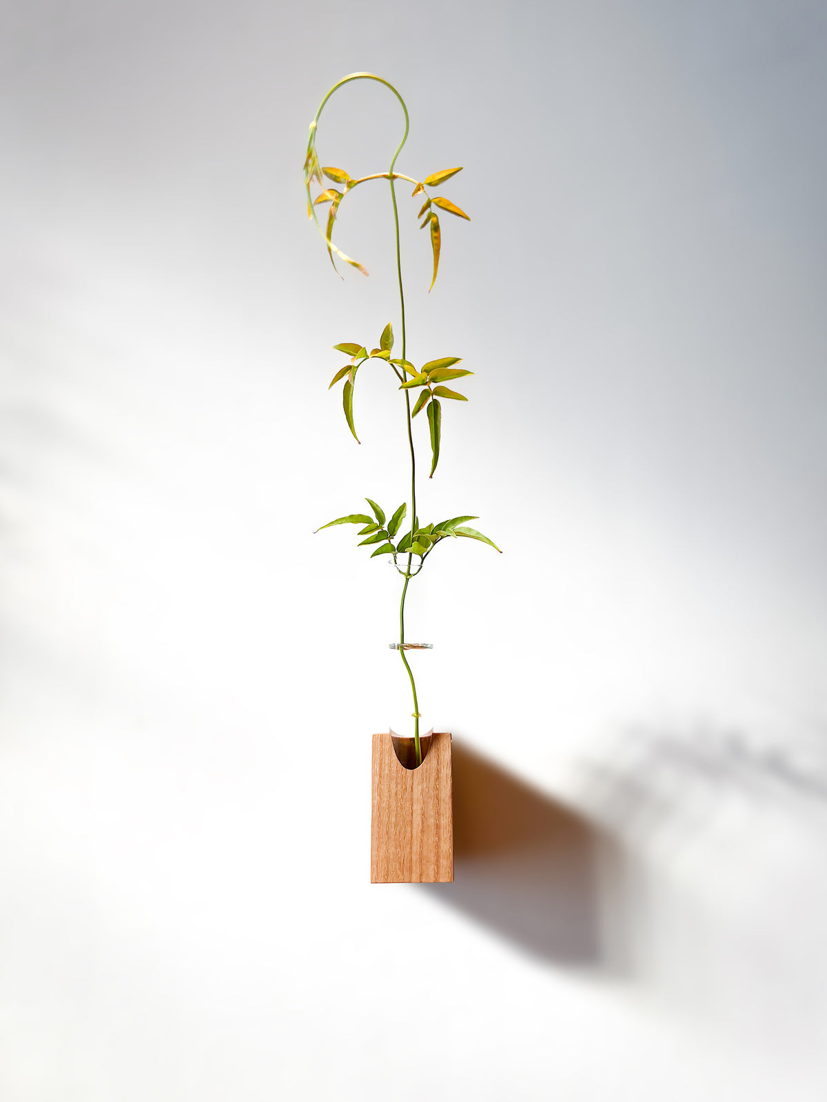 Fiore Da Muro